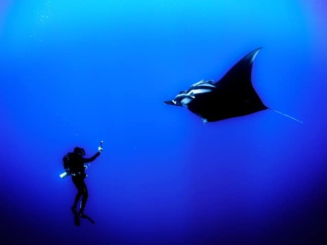 Um homem mergulhando no mar com uma raia, Agarre o Mundo