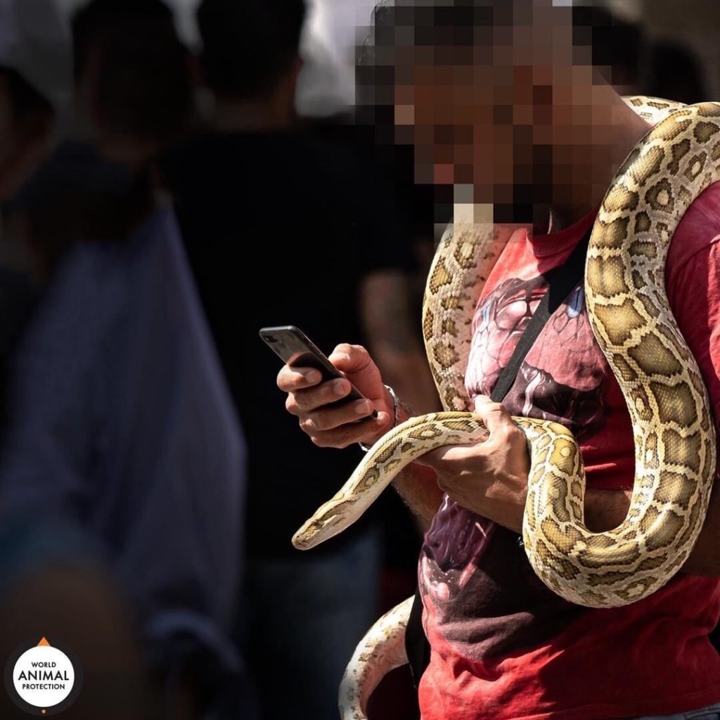 Selfie com cobra nos EUA - Foto: World Animal Protection, Consciência Ecológica. Agarre o Mundo