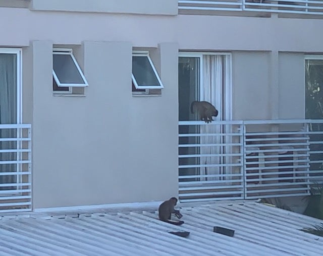 Invasão de macacos - Rio Quente Resorts